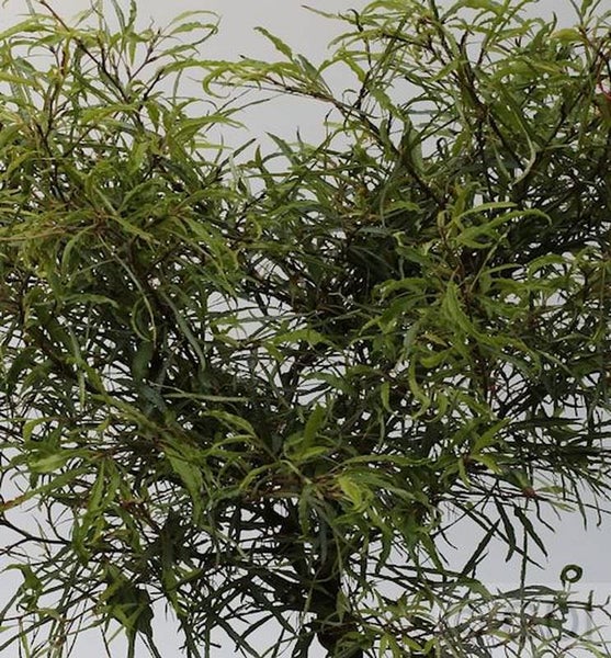 Akazienbaum mit feinen Blättern für den Innenbereich