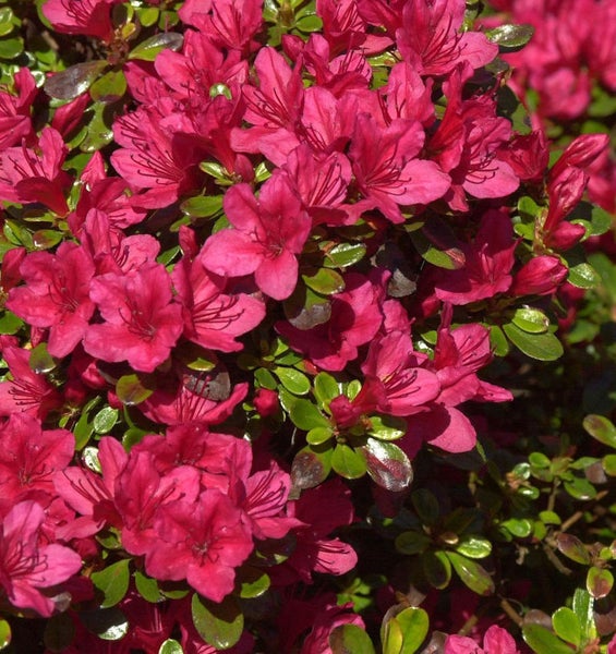 Azalee mit roten Blüten und grünen Blättern