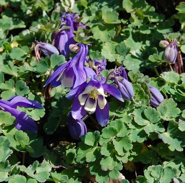 Akelei Pflanze mit violetten Blüten und grünen Blättern.