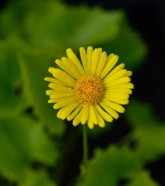 Gelbe Margerite im Garten