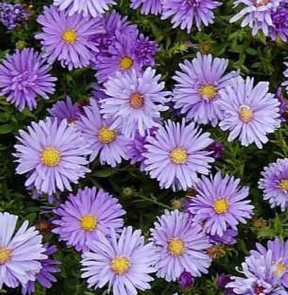 Nahaufnahme von lila Herbstastern im Garten.