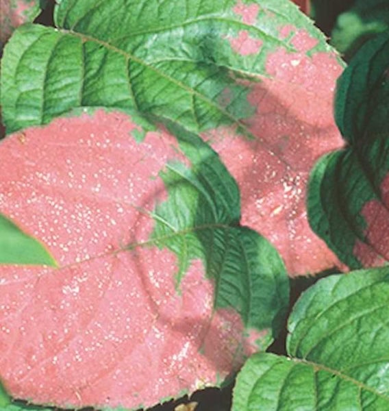 Nahaufnahme von panaschierten Blattdetails