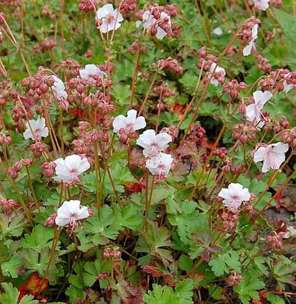Blütenpflanze mit grünen Blättern und kleinen, hellen Blüten