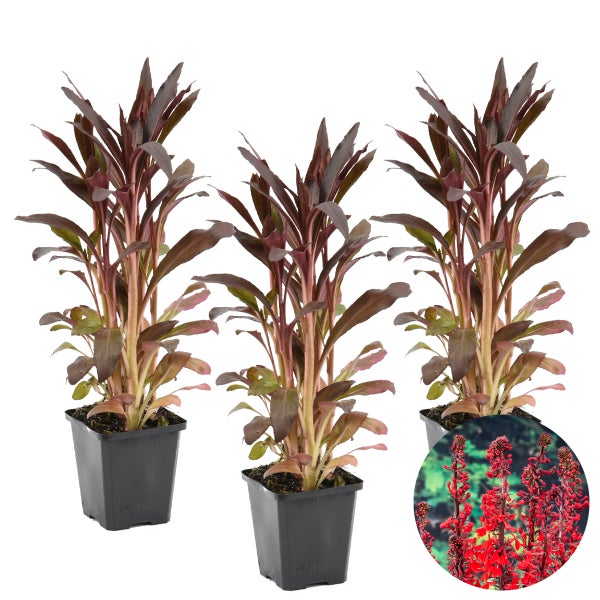 3x Lobelia Queen Victoria – Kardinalblume – Pflegeleicht – Zone 1/2 – ⌀09cm - ↕15-25 cm