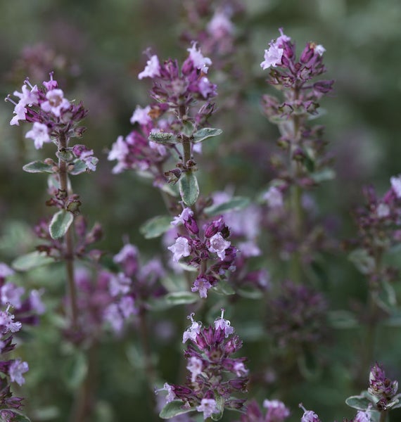 Nahaufnahme von kriechendem Quendel mit kleinen violetten Blüten
