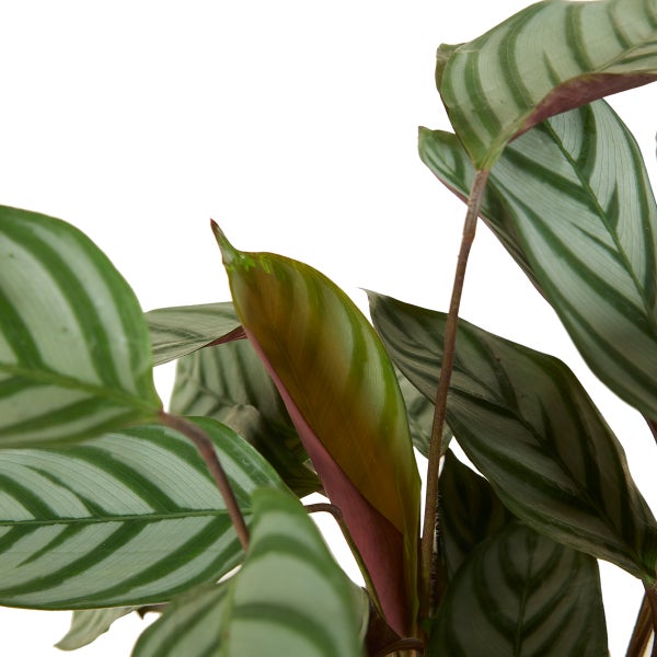 Pfeilwurz Zimmerpflanze mit gestreiften Blättern