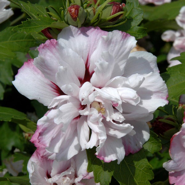 Blüte einer Hibiskus Pflanze im Detail