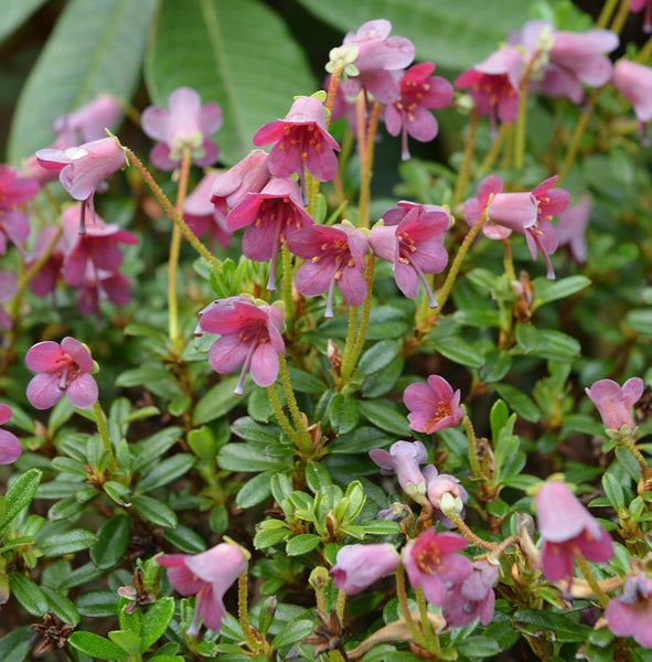 Nahaufnahme einer Kriech-Rhododendron Pflanze mit kleinen pinkfarbenen Blüten und grünen Blättern.