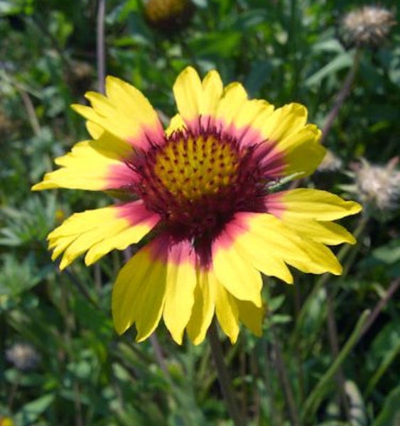 Nahaufnahme einer Kokardenblume im Garten