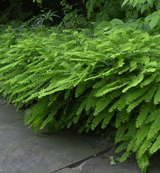 Detailaufnahme eines zarten Frauenhaarfarns im Garten.