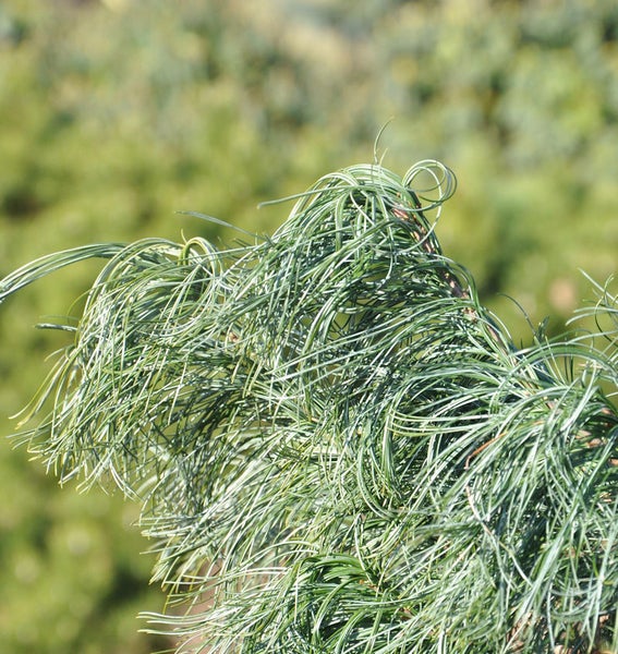 Detailaufnahme einer Blaue Hängezeder mit weichen Nadeln