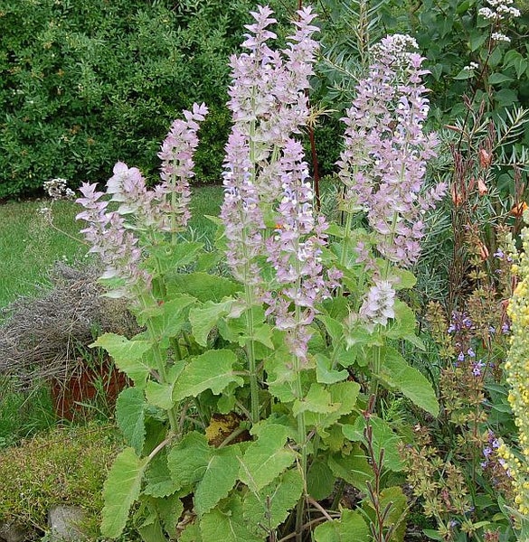 Blühender Schopfsalbei im Garten