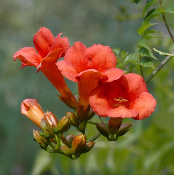 Nahaufnahme von Trompetenblumen