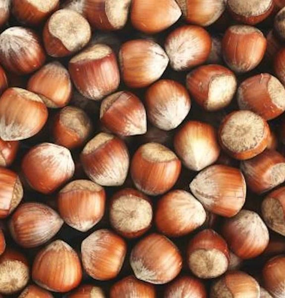 Nahaufnahme von Haselnüssen