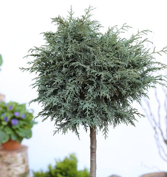 Kugelzypresse als Zierbaum