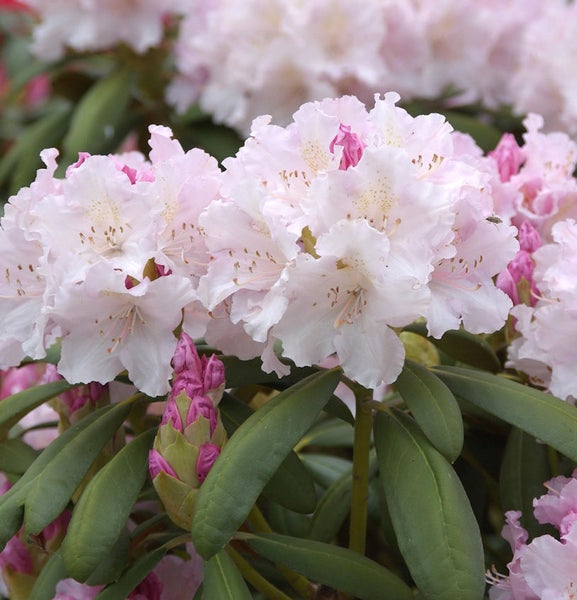Nahaufnahme einer Rhododendronblüte mit Blättern