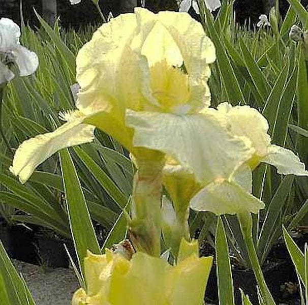 Gelbe Schwertlilie im Garten