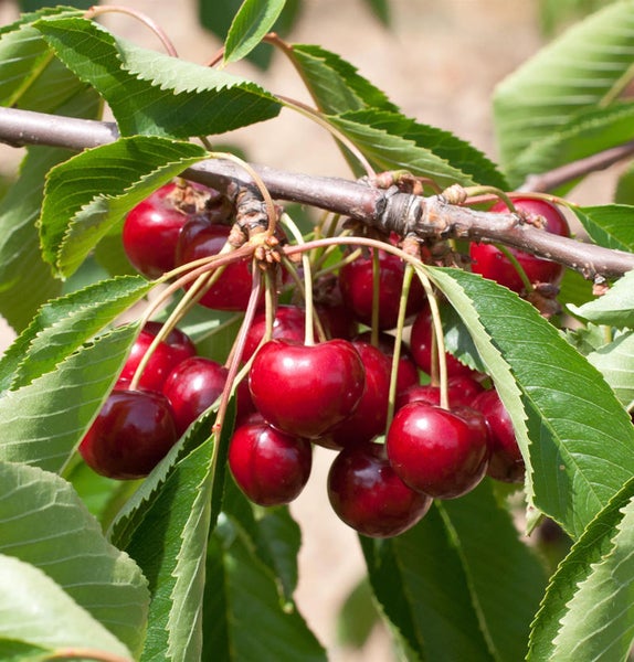 Kirschen an einem Zweig mit Blättern