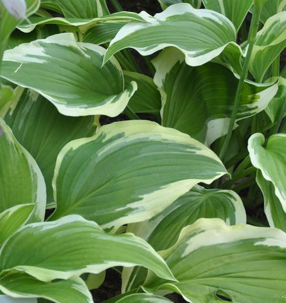 Nahaufnahme von Funkienblättern mit weißem Rand