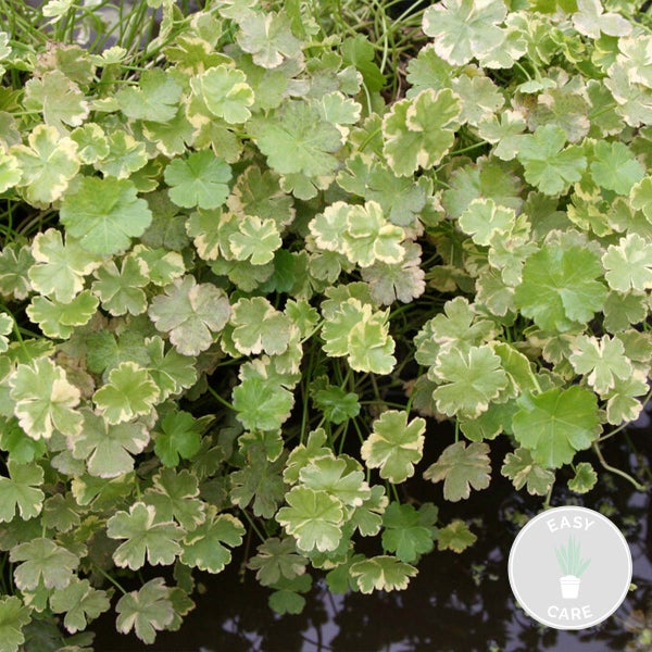 Hydrocotyle Variegata – Bunte Wassernabel – Pflegeleicht – Zone 1t/m5 – ⌀11cm - ↕15-25 cm