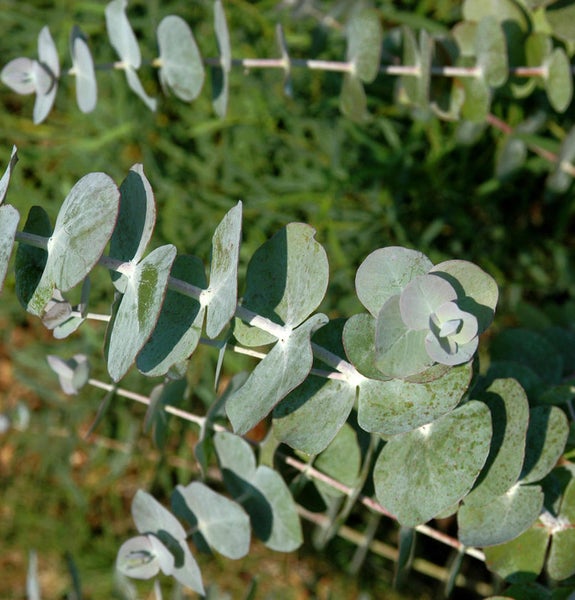 Nahaufnahme von Eukalyptuszweigen mit Blättern