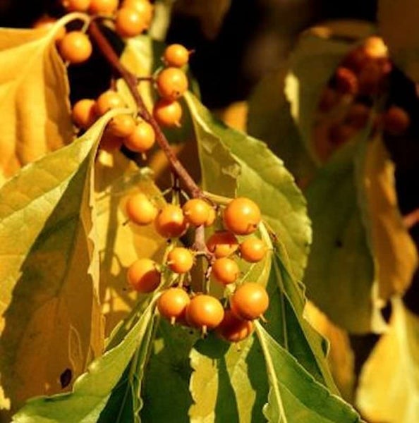 Baum mit Blättern und Beeren