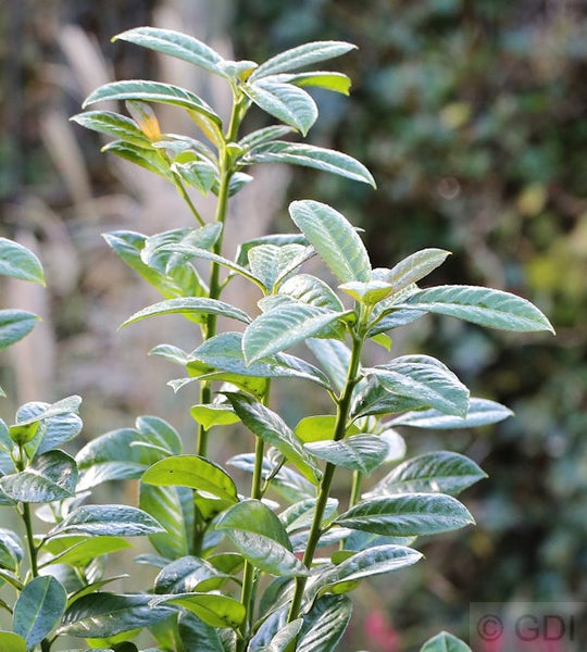 Lorbeerkirsche mit grünen Blättern