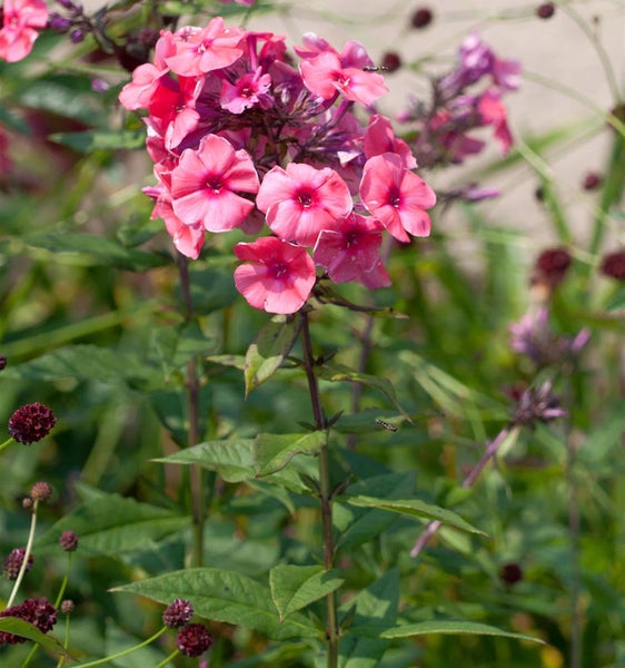 Nahaufnahme einer Gruppe rosafarbener Flammenblumen in einem Garten.
