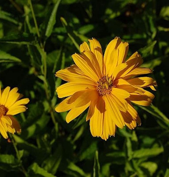 Gelbe Sonnenblume im Garten