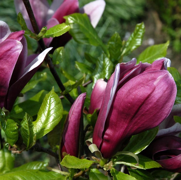 Magnolienblüten mit grünen Blättern