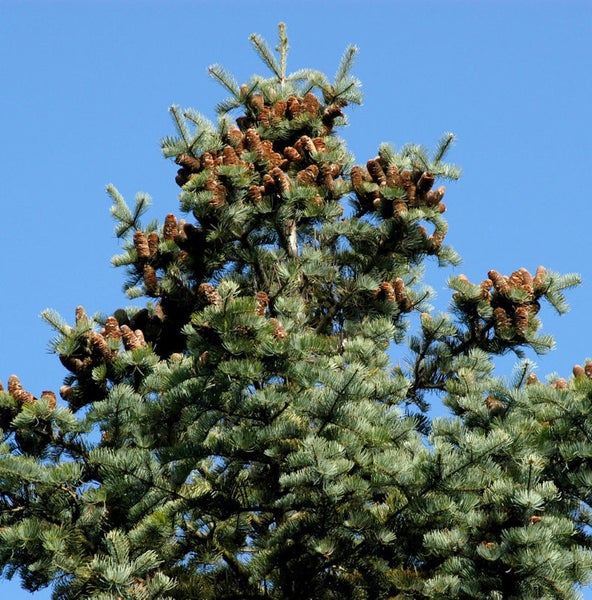 Krone einer Nadelbaumart mit Zapfen vor blauem Himmel