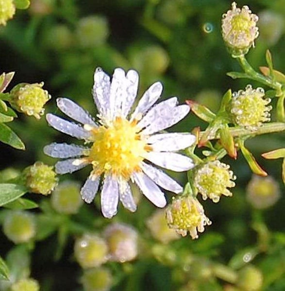 Nahaufnahme einer Raublatt-Aster mit weißen Blütenblättern und gelber Mitte