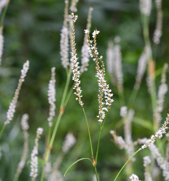 Blütenstand des Knöterichs im Nahbereich