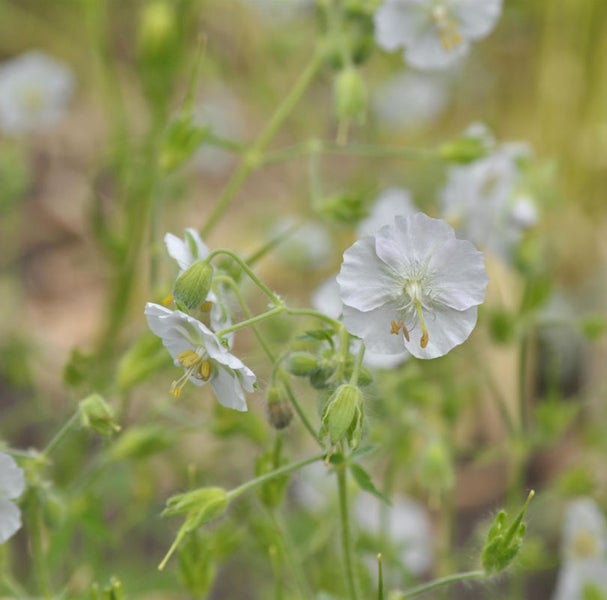 Nahaufnahme von weißen Storchschnabelblüten