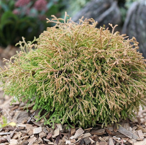 Kugelzypresse auf Rindenmulch im Garten
