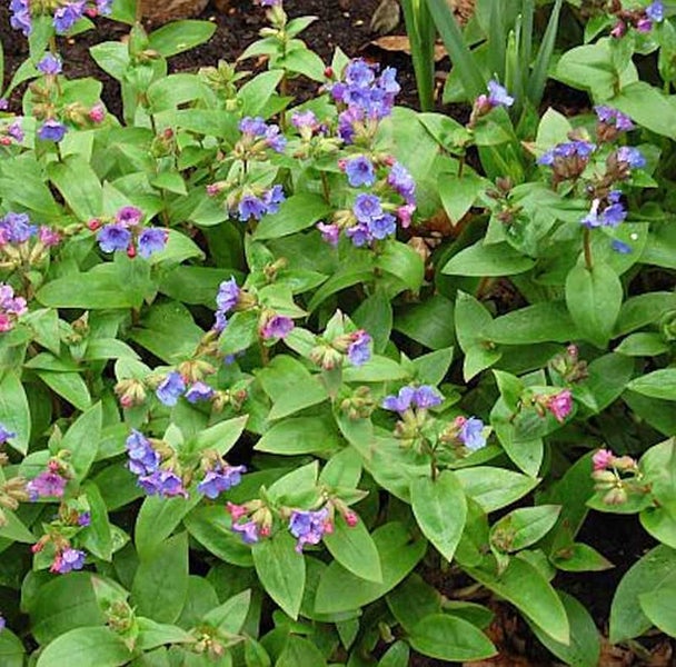 Lungenkrautpflanze mit grünen Blättern und violetten Blüten im Gartenbeet