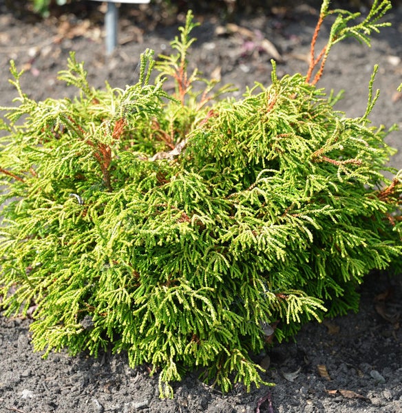 Grüne Zwergzypresse im Gartenbeet