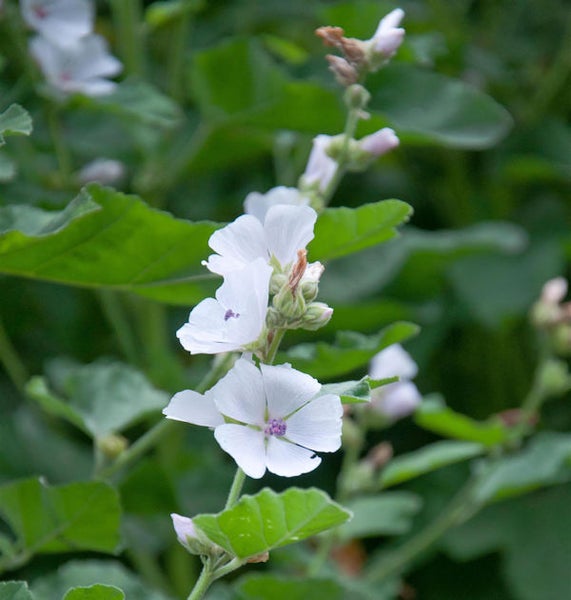 Nahaufnahme einer blühenden Echten Eibisch Pflanze