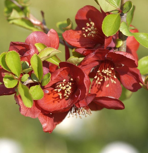 Nahaufnahme einer Zierquitte mit Blüten