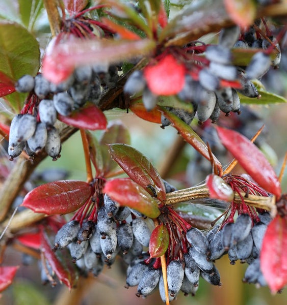 Nahaufnahme von Berberitzenzweigen mit Blättern und Früchten
