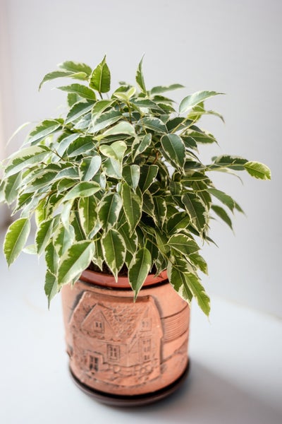 Bloomique - Ficus Benjamina Kinky - Birkenfeige - Zimmerpflanzen - Luftreinigend - Pflegeleicht - 20-30 cm Hoch - Topf 12 cm