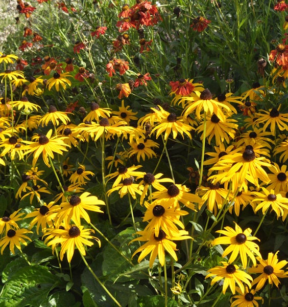 Feld von Rudbeckia Blumen im Garten