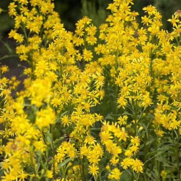 Goldrute blüht mit vielen gelben Blüten.
