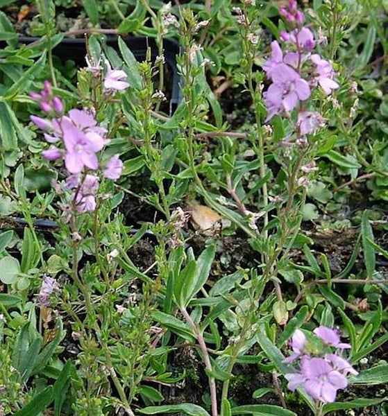 Blühende Veronica Teppich Ehrenpreis Pflanze im Garten.