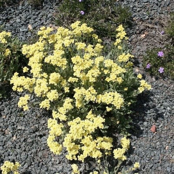 Gelbe Steinkraut Pflanze auf Kiesboden