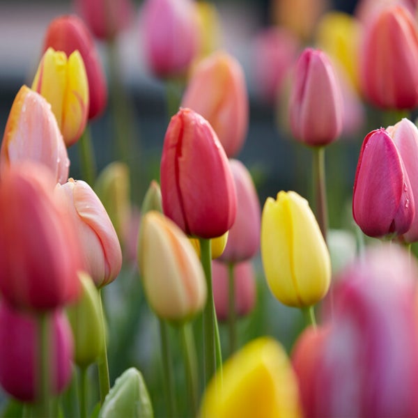 Bloomique – 20er-Mix – Tulipa-Regenbogen-Mix – Tulpenzwiebeln – Blumenzwiebeln – Frühlingsblüher – mehrjährige Pflanzen – wird bis zu 30–35 cm groß