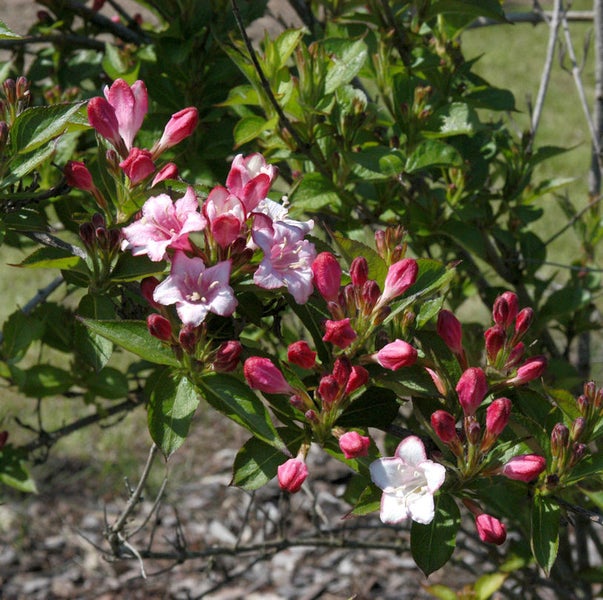 Blühender Weigelienstrauch mit rosa Blüten
