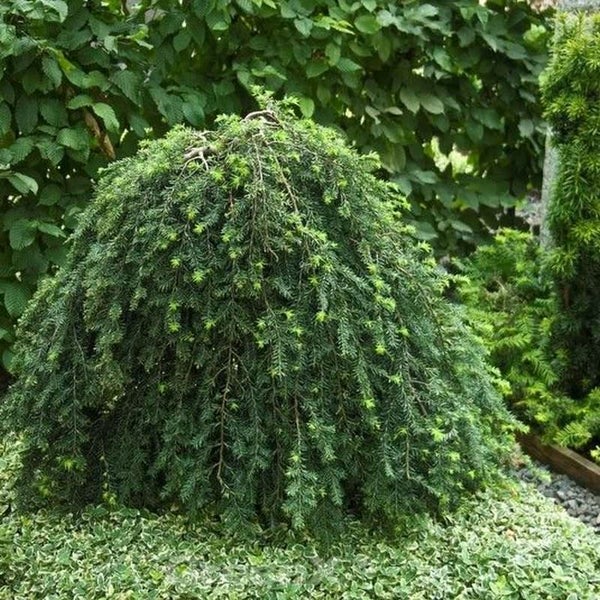 Herabhängende Zwerg-Hemlocktanne im Garten