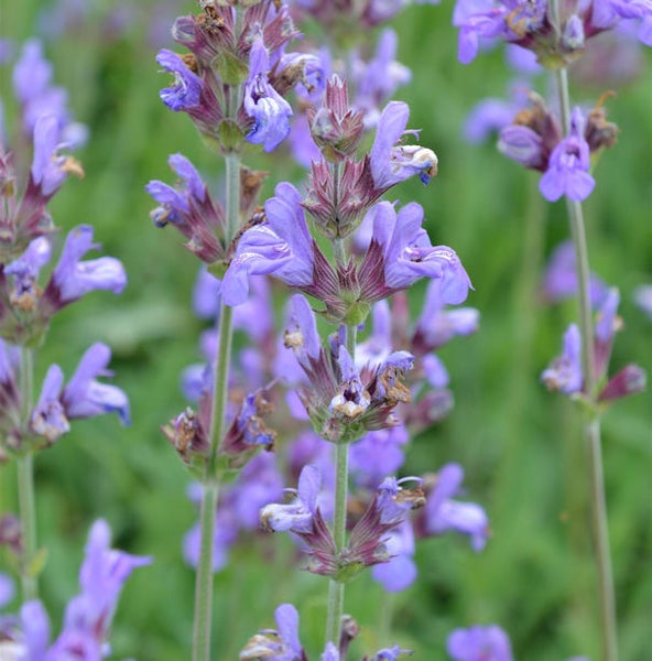Nahaufnahme von blühendem Salbei im Garten.