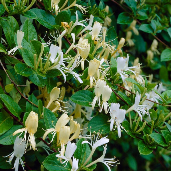 Bloomique - Lonicera Heckrottii Halliana - Japanisches Geißblatt - Weiß, Gelb - Kletterpflanzen - Gartenpflanzen - Winterhart - Topf 15 cm - 70-80 cm hoch